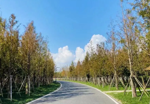 中加楓華國際學校